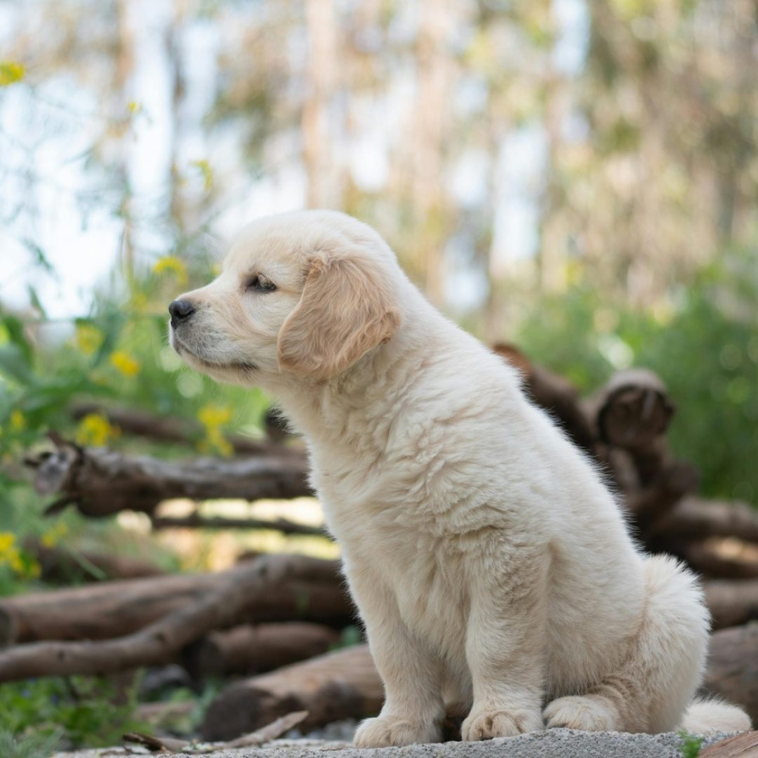 Hund 5